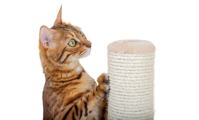 Bengal cat and scratching post on a transparent background.