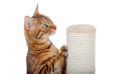 Bengal cat and scratching post on a transparent background.