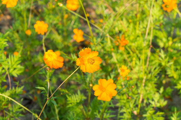 Yellow cosmos flower field near lake with bright sky..