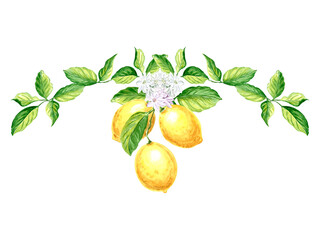 Composition of lemons with white flowers and green leaves of citrus, lemon and orange Watercolor hand drawn illustration on white background for design, making stickers, printing packaging, textiles. - obrazy, fototapety, plakaty
