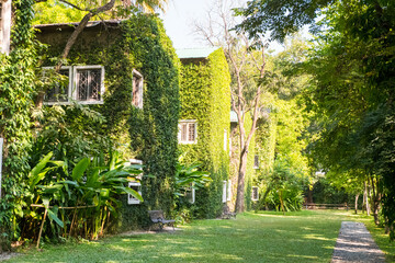 Brick building covered with green ivy.