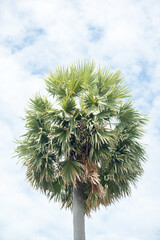 Betel nut trees or Areca nut palm trees on white background, clipping paths.