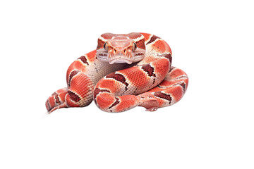 A Red tailed Boa snake in Striking Hues on isolated background