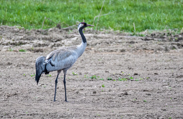 grey crowned crane