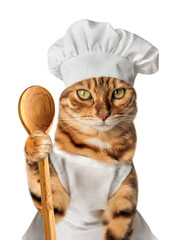 Satisfied cat - cook with a wooden spoon in his paw on a transparent background.