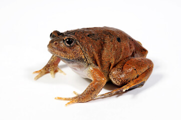 Malaysischer Ochsenfrosch // Burmese squat frog, blotched burrowing frog (Glyphoglossus guttulatus / Calluella guttulata)