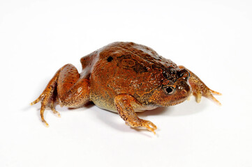 Burmese squat frog // Malaysischer Ochsenfrosch (Glyphoglossus guttulatus / Calluella guttulata)