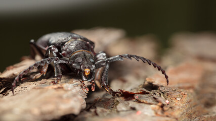 Prionus coriarius beetle