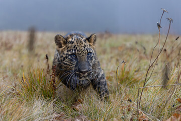 Leopard läuft in hohem Gras