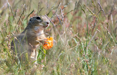 squirrel in the forest