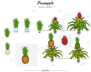 Development of Growing Pineapple with water