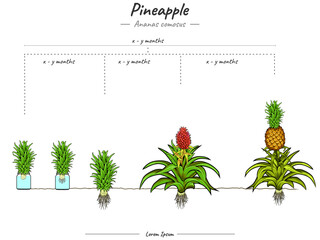 Growing stages of Ananas comosus pineapple with water