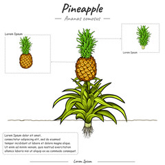 Parts of Pineapple Ananas comosus