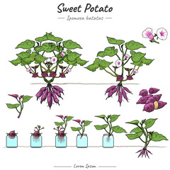 Sweet potato Ipomoea batatas Illustration set
