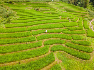 Terraced Rice Field in Chiangmai, Thailand, Pa Pong Piang rice terraces, green rice paddy fields during rain season. A couple of men and a woman visit the green rice terraces at sunset