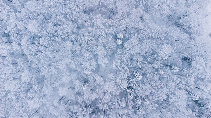 Fototapeta na wymiar Winter nature forest landscape. Aerial top down view of mixed snow covered trees. Winter background. 