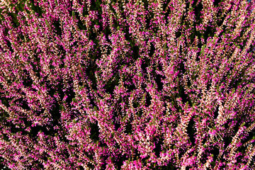 Scotch heather texture. Calluna vulgaris background. Floral pattern. Beautiful violet color...