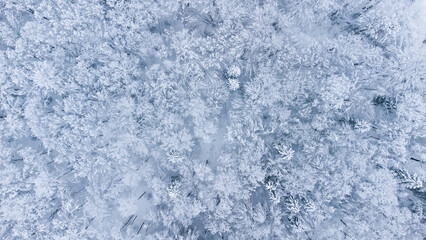 Fototapeta na wymiar Winter forest snow Norway pine trees landscape drone