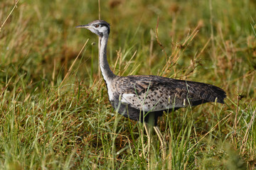 Birds of the Masai Mara -