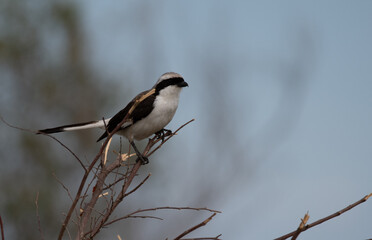 Birds of the Masai Mara
