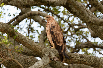 Birds of the Masai Mara -