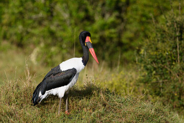 Birds of the Masai Mara -