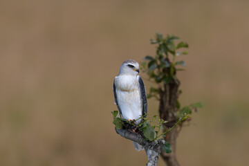 Birds of the Masai Mara -