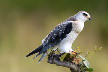 birds of the Masai Mara -