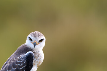 Birds of the Masai Mara -