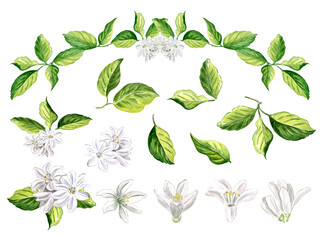 Set of white flowers and green leaves of citrus, lemon and orange Watercolor hand drawn illustration on a white background for design, decorating cards, making stickers, embroidery scheme, textile.