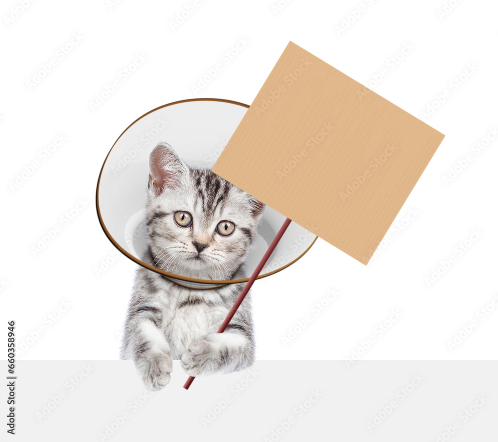 Poster Cute tabby kitten wearing protective cone collar looking above empty white banner and showing empty placard. Isolated on white background