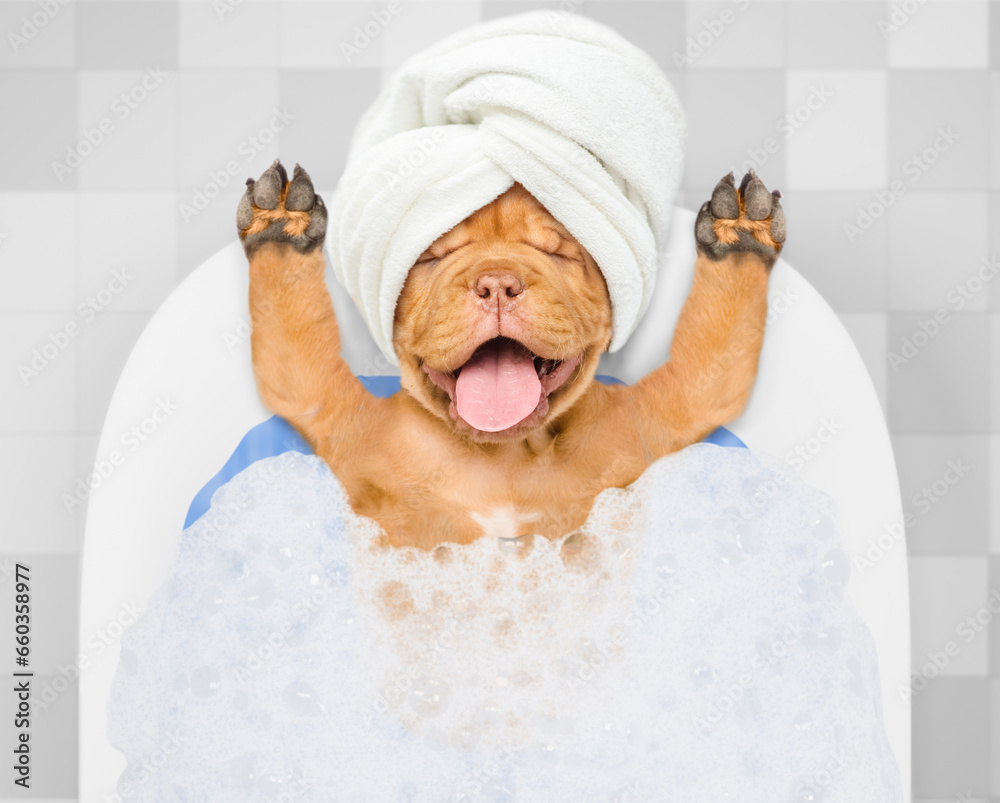 Poster happy mastiff puppy with towel on it head takes the bath with foam at home. top down view