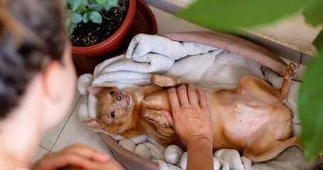 Woman petting her small Toy Terrier dog while pet lying down on back.