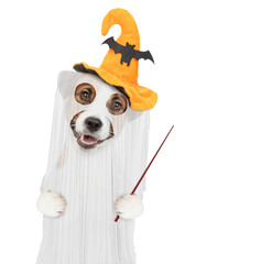 jack russell terrier puppy dog celebrating halloween in ghost costume and points away on empty space. Isolated on white background