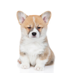 Cute Pembroke welsh corgi puppy  sits in front view and looks at camera. isolated on white background