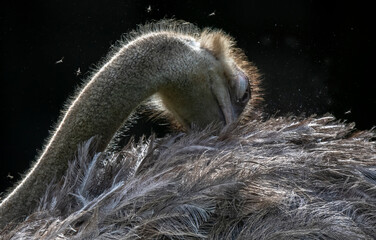 squirrel on a branch