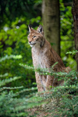 Eurasian lynx © Fab