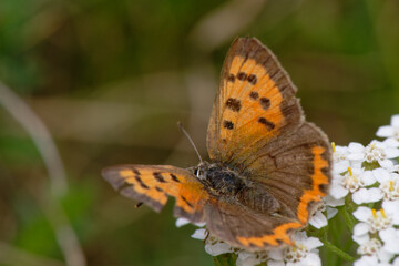 Cuivré commun - Cuivré  bronzé - Lycaena phlaeas  - lépidoptères