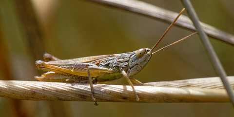 criquets - locuste - Caelifera - orthoptères