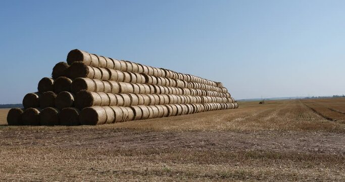stacks of wheat straw in the field after harvest, packed for use and storage of wheat straw in summer