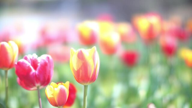 Pink, red, yellow, multi-colored, colorful tulip swaying in wind, flower carpet, spring
