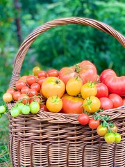 red and yellow ripe tomatoes in a basket. grpwing organic tomatoes