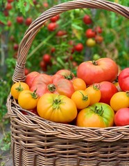red and yellow ripe tomatoes in a basket. grpwing organic tomatoes
