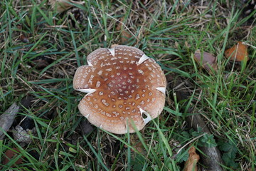 wild brown color mushroom growing under woodland trees in autumn. nature growing 