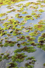 Grail of duckweed in the swamp