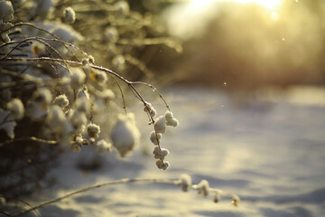 White snow on a bare tree branches on a frosty winter day, close up. Natural background. Selective botanical background.