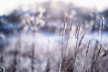 Winter atmospheric landscape with frost-covered dry plants during snowfall. Winter Christmas background