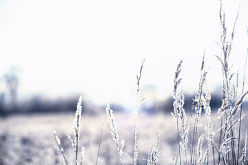 Winter atmospheric landscape with frost-covered dry plants during snowfall. Winter Christmas background