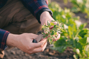 A farmer in a sugar beet field holds a weed sample in his hands. - obrazy, fototapety, plakaty