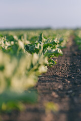Sugar beets in an agricultural field on a beautiful summer evening with a cloudy sky. Agricultural concept at sunset and clouds.